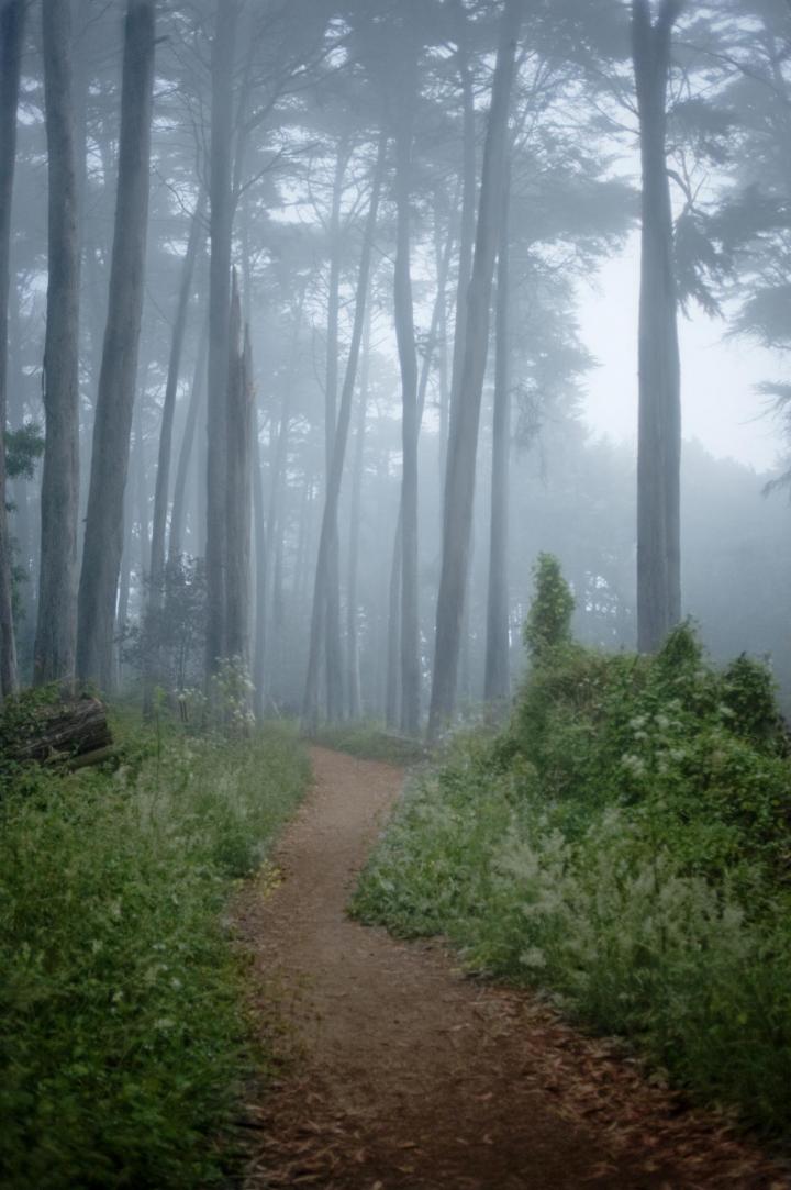 weather_path_in_fog_full_width.jpg